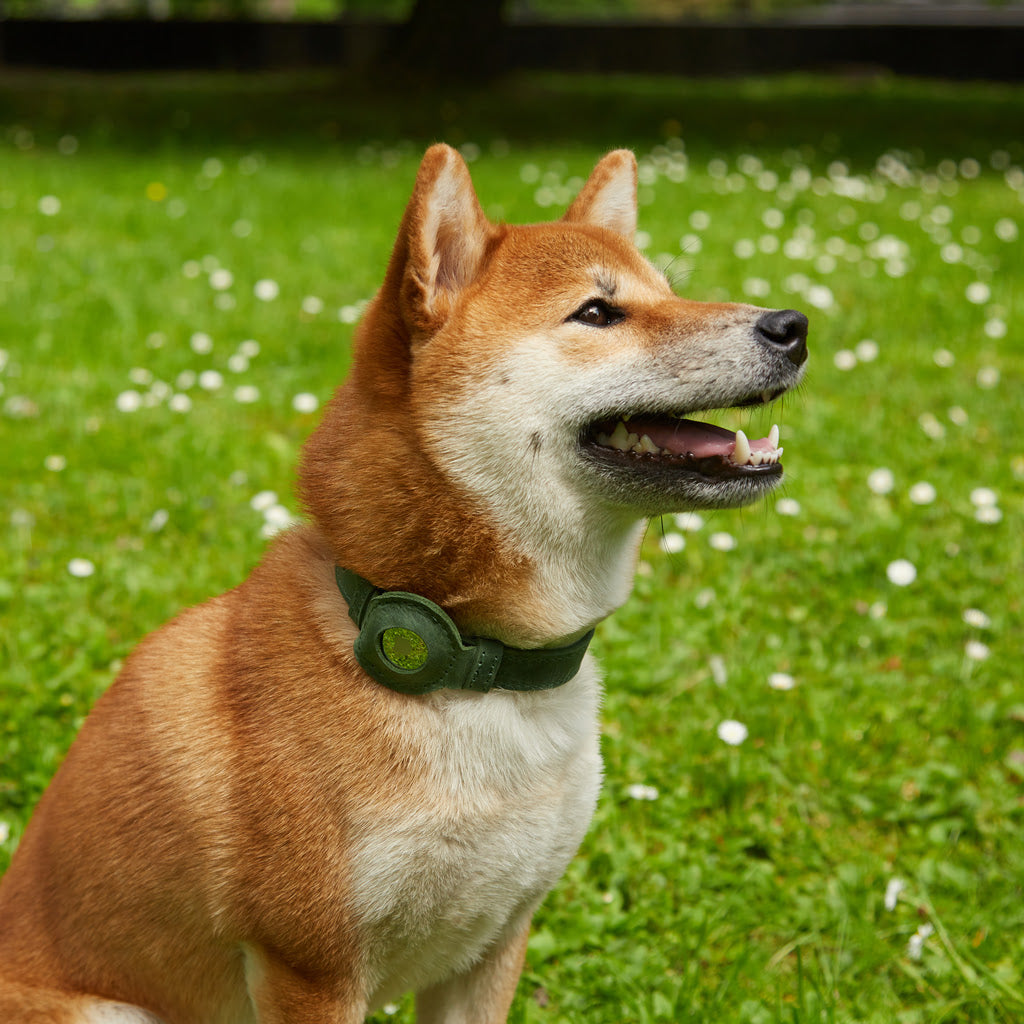 Guler din piele Tiny Air Collar pentru catei, caini mici si mijlocii