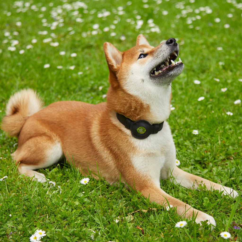 Guler din piele Tiny Air Collar pentru catei, caini mici si mijlocii