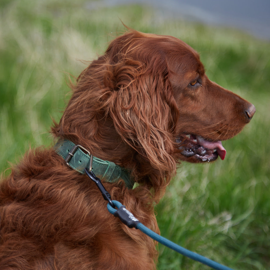 Air Collar leather collar for medium dog breeds with AirTag holder