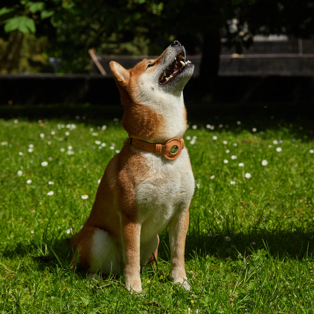 Tiny Air Collar leather collar for puppies, small and medium dogs